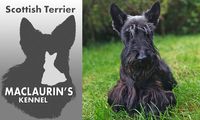 Logo Zwinger Maclaurin's Scottish Terrier und Zuchthündin Adele