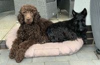 Pudel und Scottie teilen sich ein Hundek&ouml;rbchen