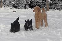 3 Hunde im Schnee